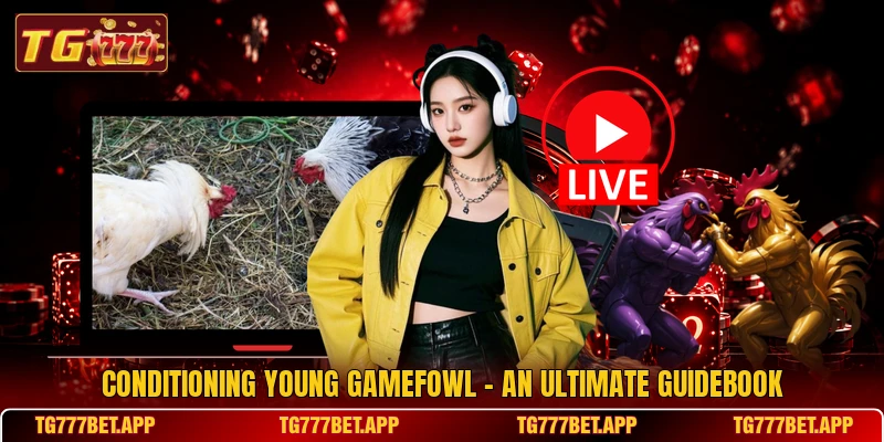 Conditioning Young Gamefowl - An Ultimate Guidebook Conditioning Young Gamefowl - An Ultimate Guidebook