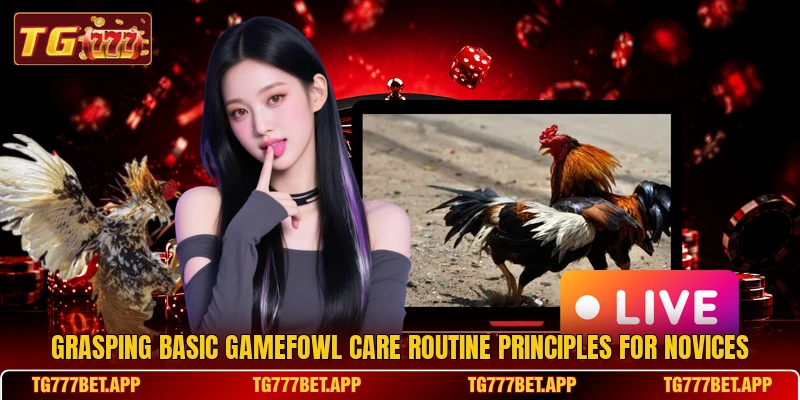 Grasping basic gamefowl care routine principles for novices Grasping basic gamefowl care routine principles for novices