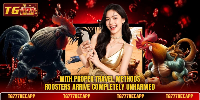 With proper travel methods roosters arrive completely unharmed With proper travel methods roosters arrive completely unharmed